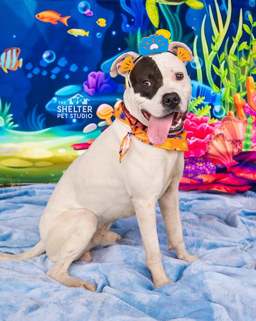 Deniro AVAILABLE, a ADOPTABLE Pit Bull Terrier in Canton, OH image 1/4