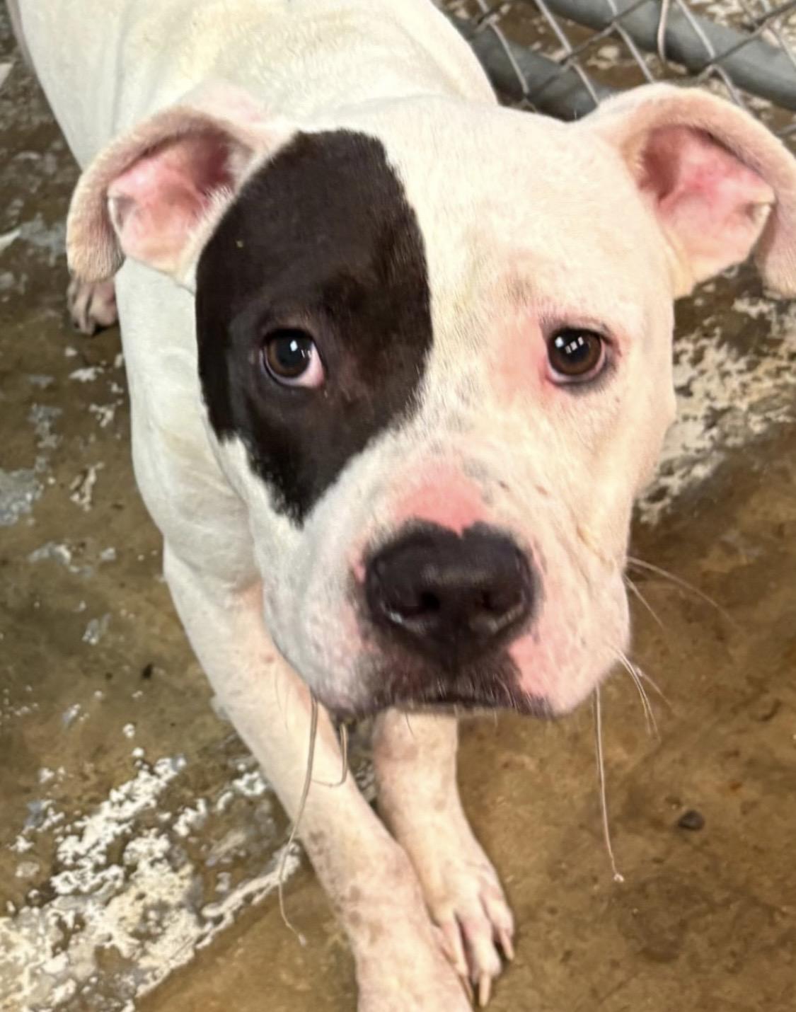 Deniro AVAILABLE, a ADOPTABLE Pit Bull Terrier in Canton, OH image 4/4