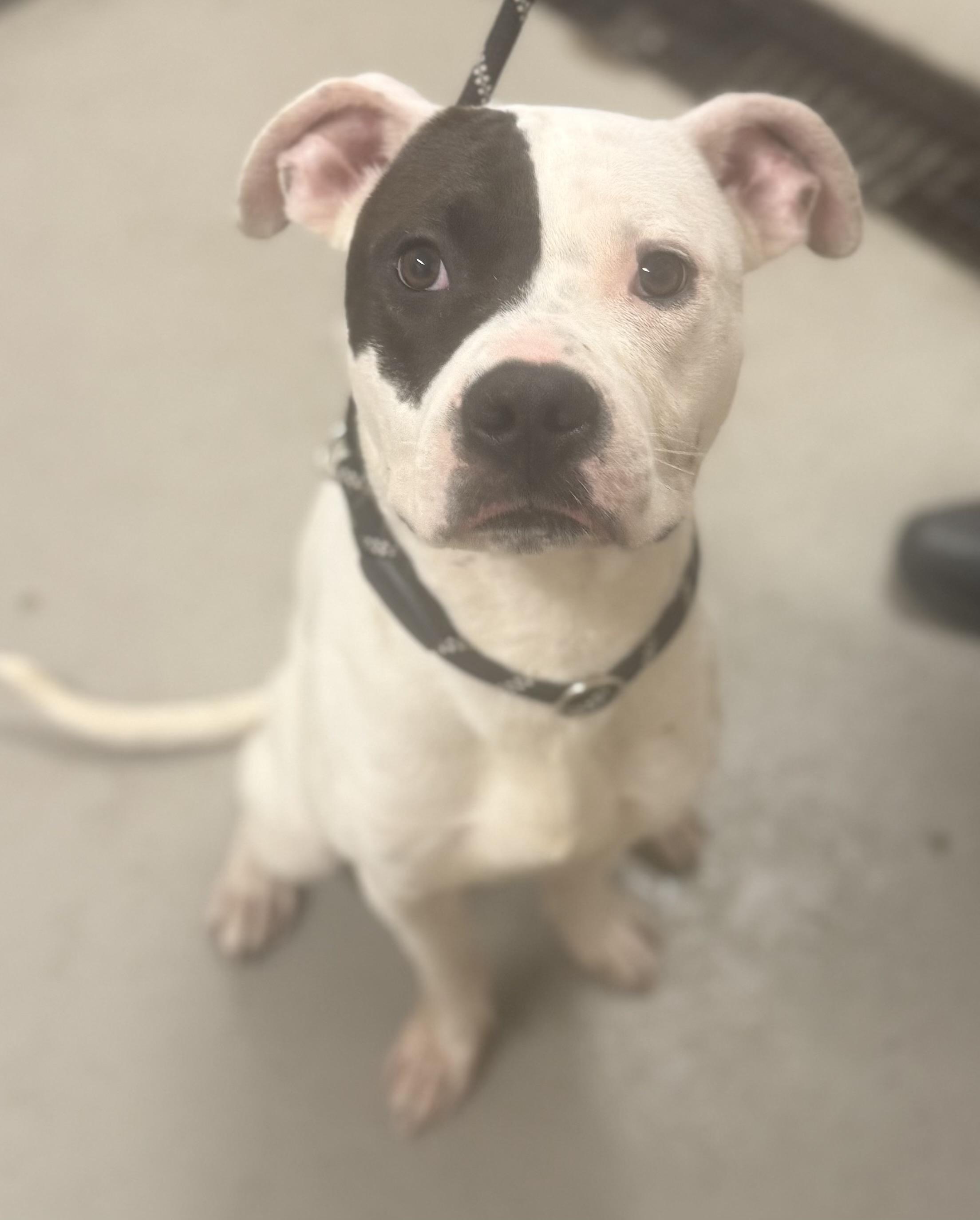 Deniro AVAILABLE, a ADOPTABLE Pit Bull Terrier in Canton, OH image 2/4