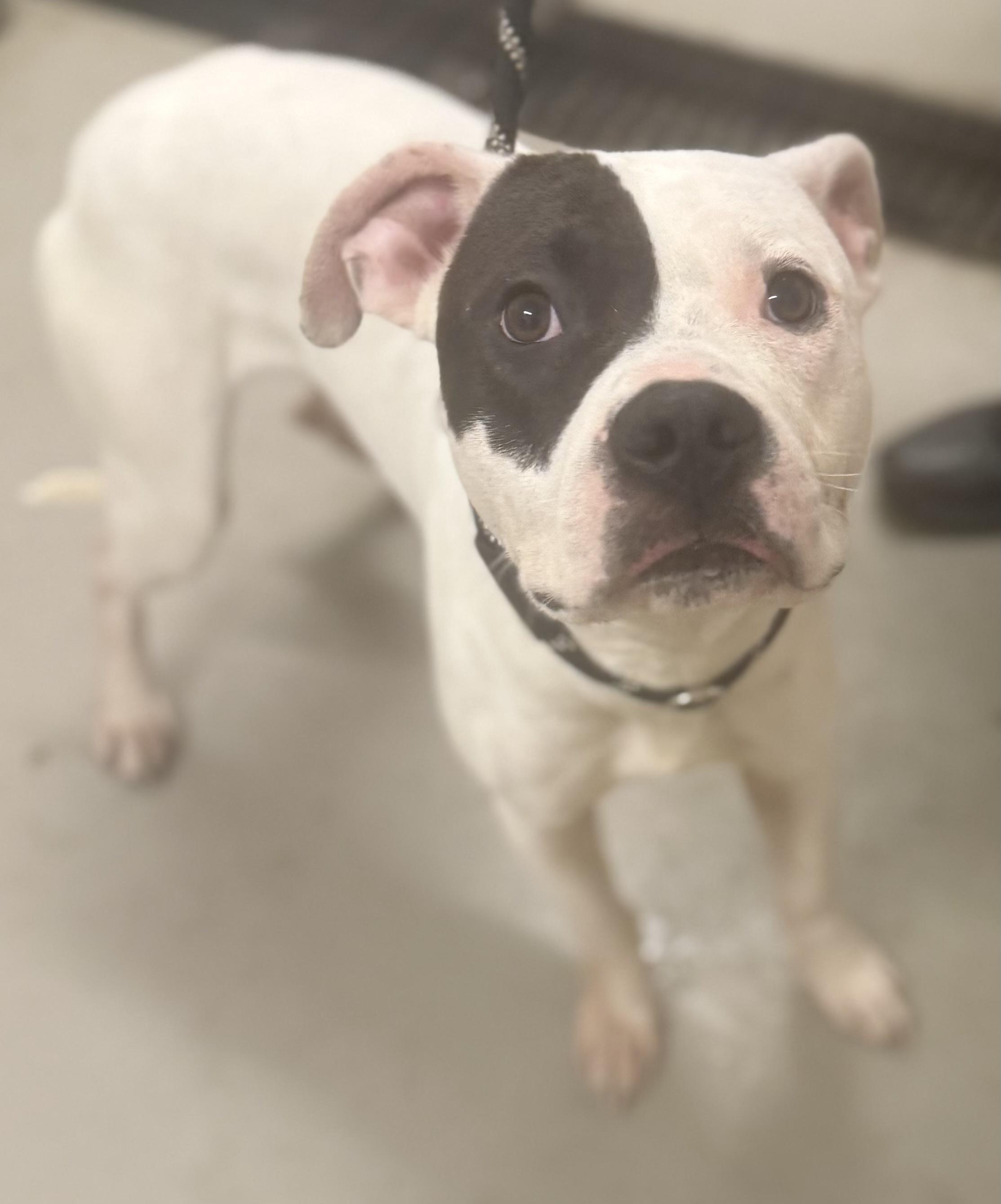 Deniro AVAILABLE, a ADOPTABLE Pit Bull Terrier in Canton, OH image 3/4