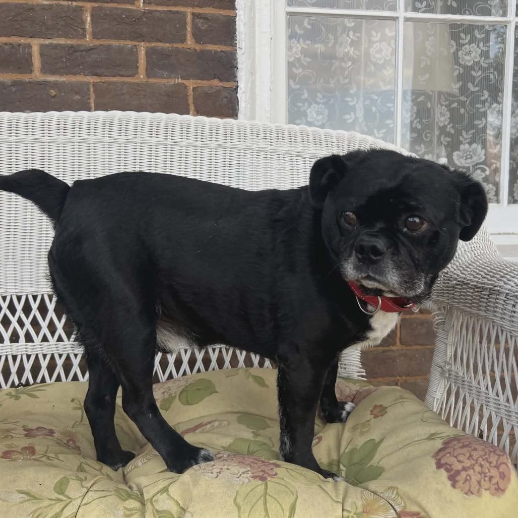 Enlarge Rufus, a Adoptable mixed breed in Caryville, TN image 1/5