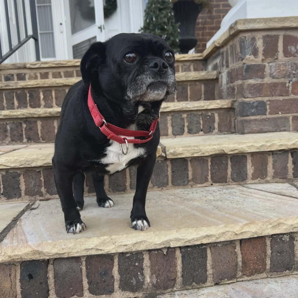 Enlarge Rufus, a Adoptable mixed breed in Caryville, TN image 2/5