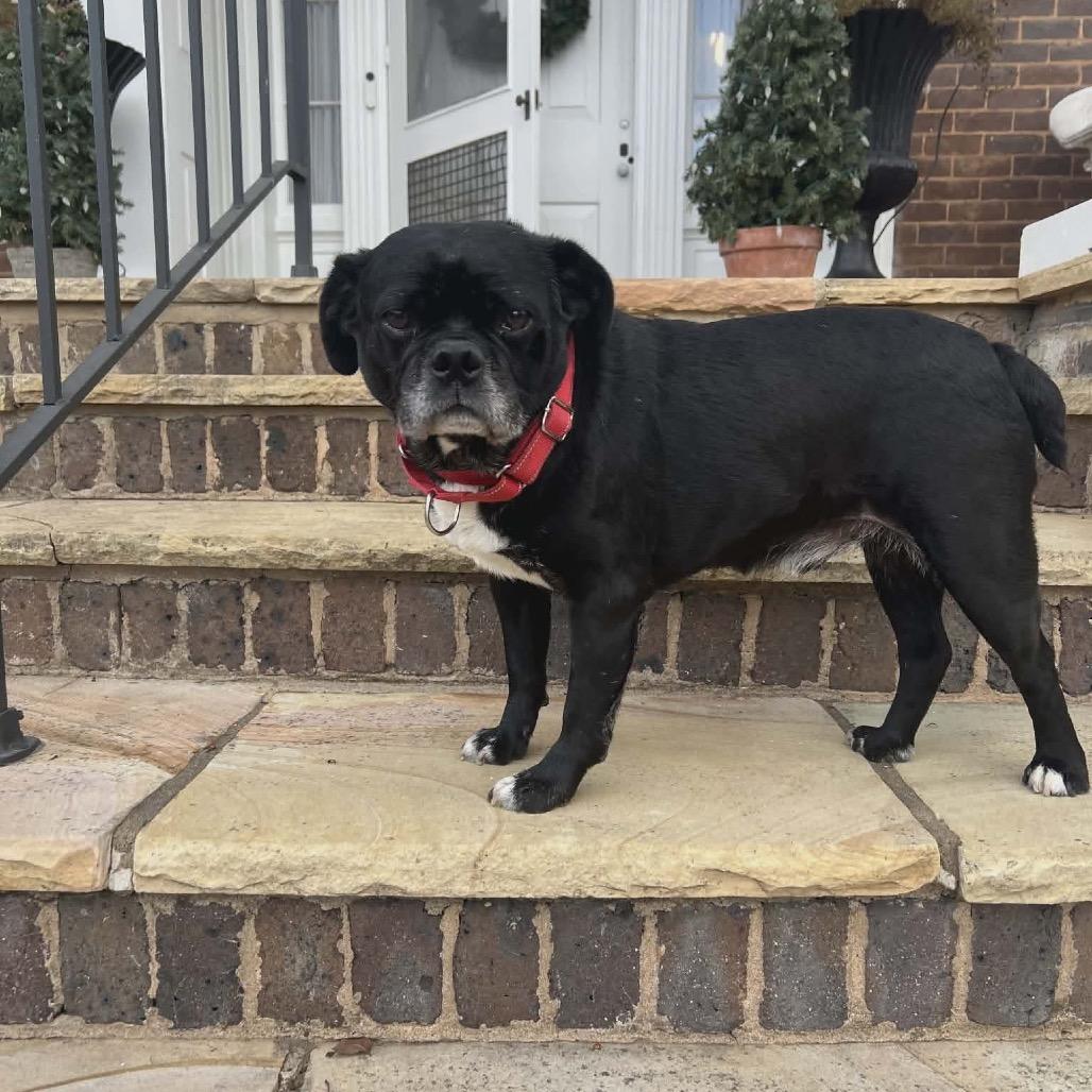 Enlarge Rufus, a Adoptable mixed breed in Caryville, TN image 4/5