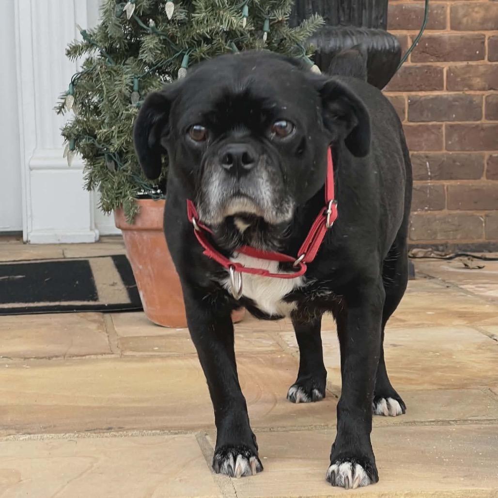 Enlarge Rufus, a Adoptable mixed breed in Caryville, TN image 5/5