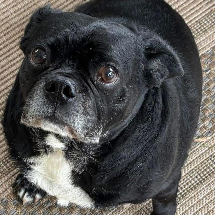 Rufus, a Adoptable mixed breed in Caryville, TN image 6/6