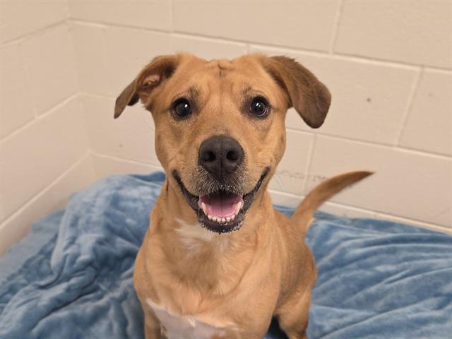 Enlarge MOCHA, a Adoptable Labrador Retriever in Auburn, CA image 1/1
