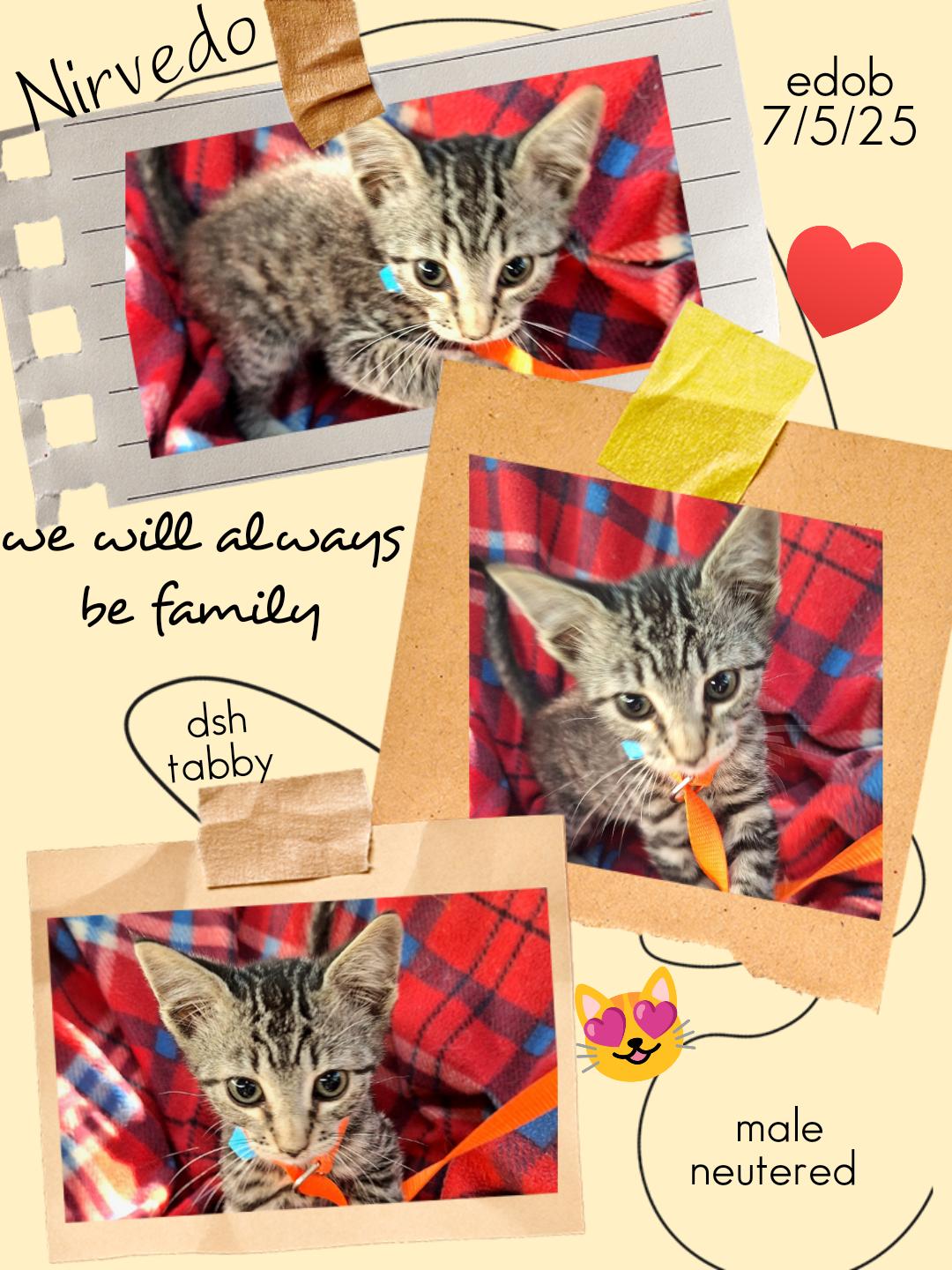 Enlarge Nirvedo WA14033-T, a Adoptable mixed breed in Bellevue, WA image 1/6