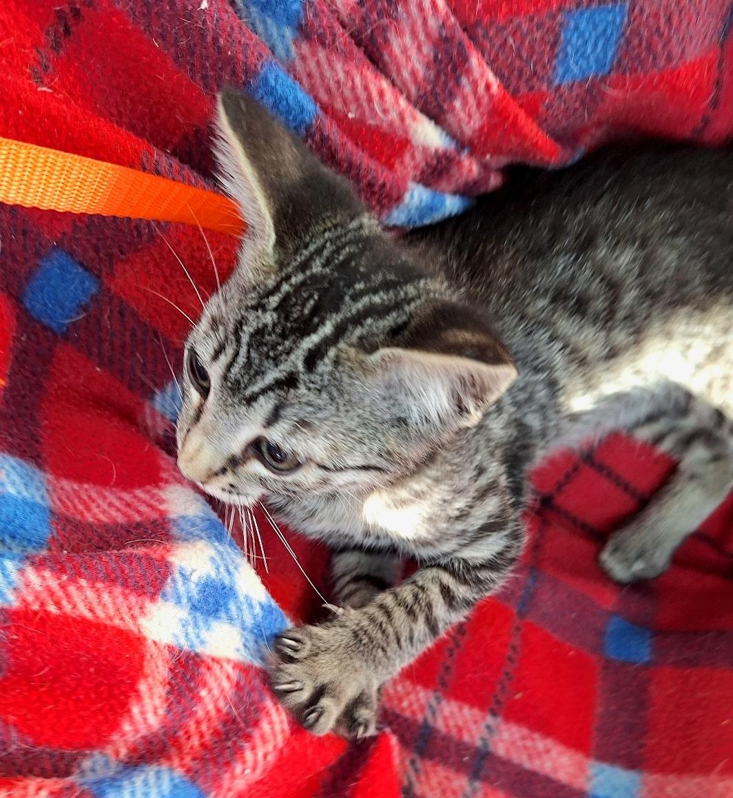 Enlarge Nirvedo WA14033-T, a Adoptable mixed breed in Bellevue, WA image 4/6