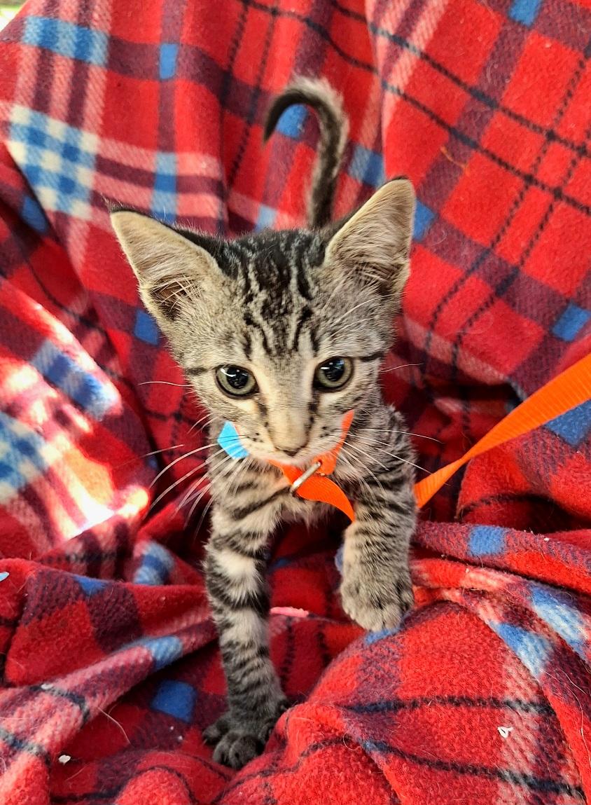 Nirvedo WA14033-T, Adoptable, Kitten Male Domestic Short Hair.