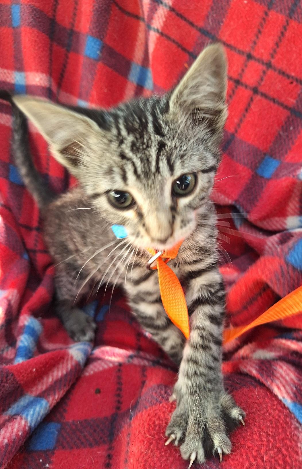 Enlarge Nirvedo WA14033-T, a Adoptable mixed breed in Bellevue, WA image 5/6