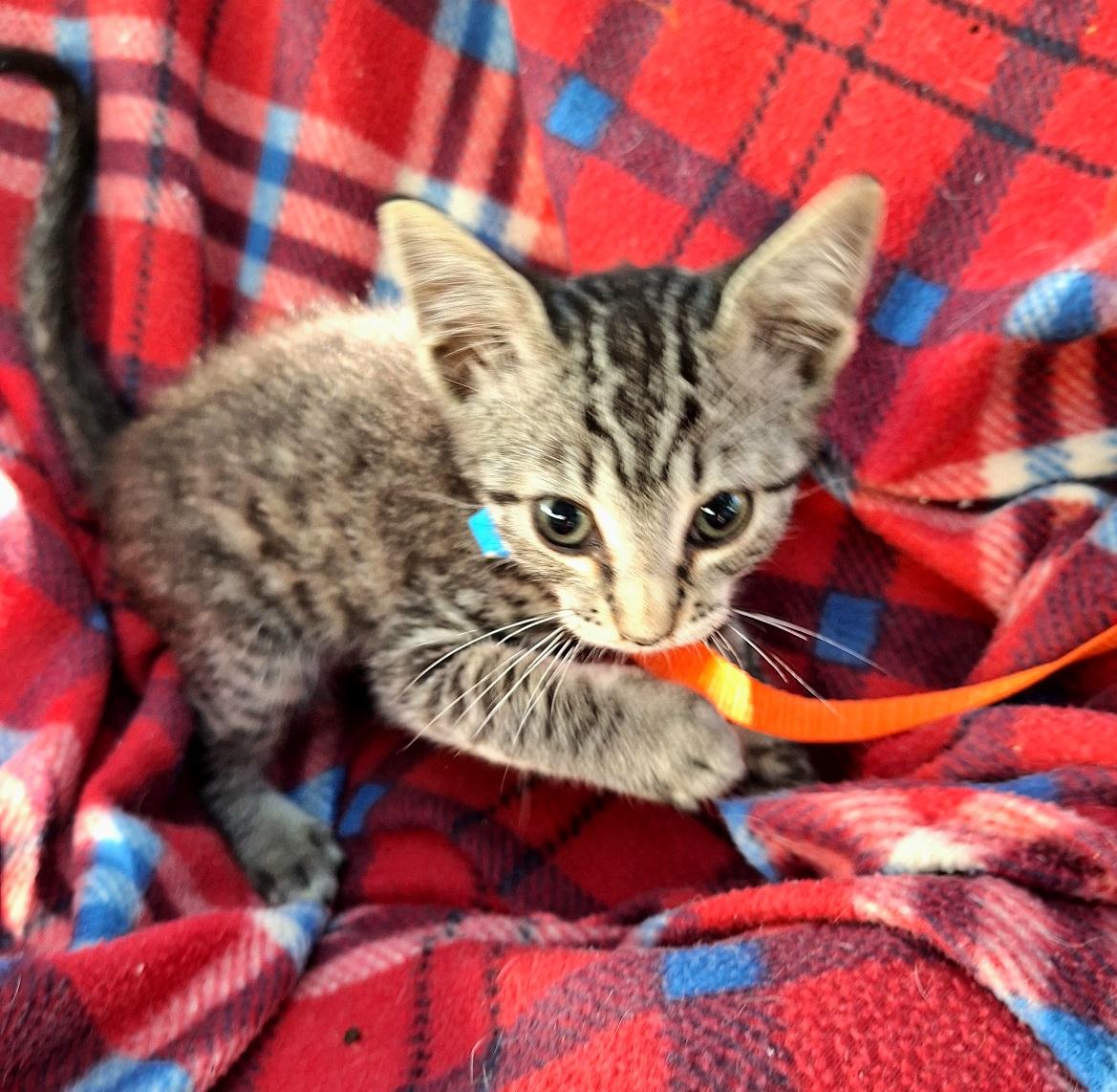 Enlarge Nirvedo WA14033-T, a Adoptable mixed breed in Bellevue, WA image 6/6