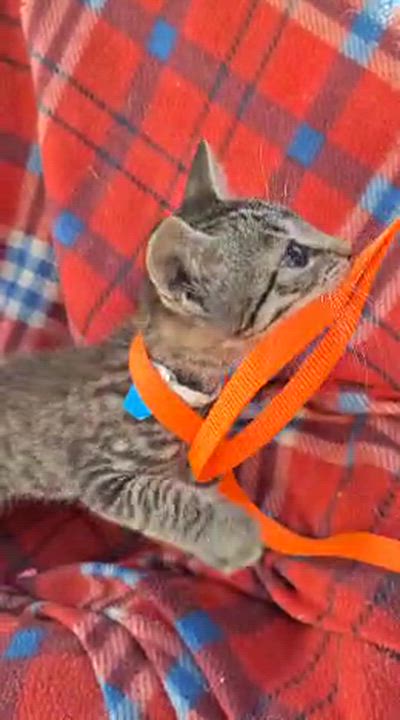 Enlarge Nirvedo WA14033-T, a Adoptable mixed breed in Bellevue, WA video 2/6