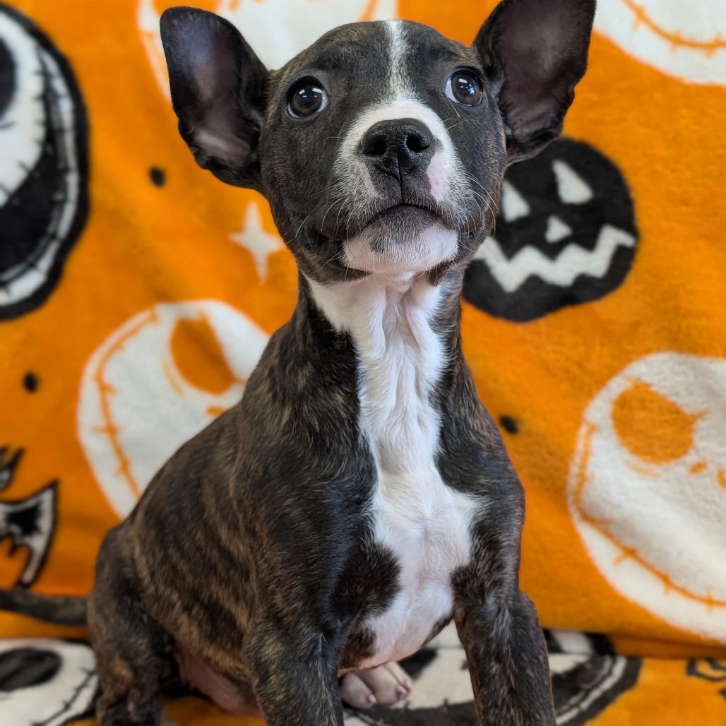 Enlarge Myka, a Adoptable Pit Bull Terrier in Watertown, NY image 2/2