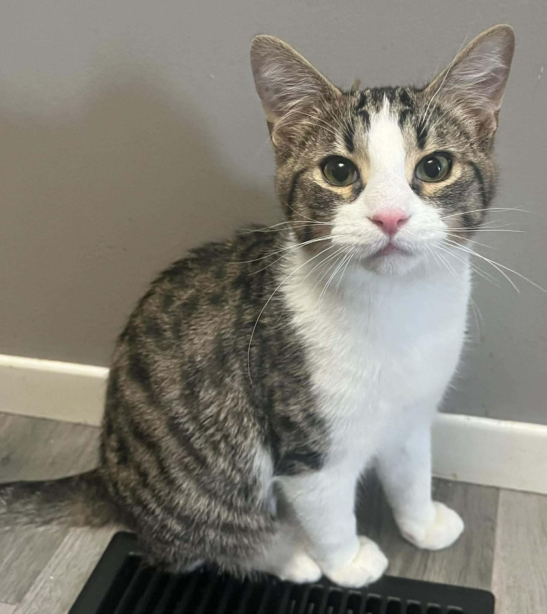 Enlarge Pascal, a ADOPTABLE Tabby in Ashton, ON image 1/1