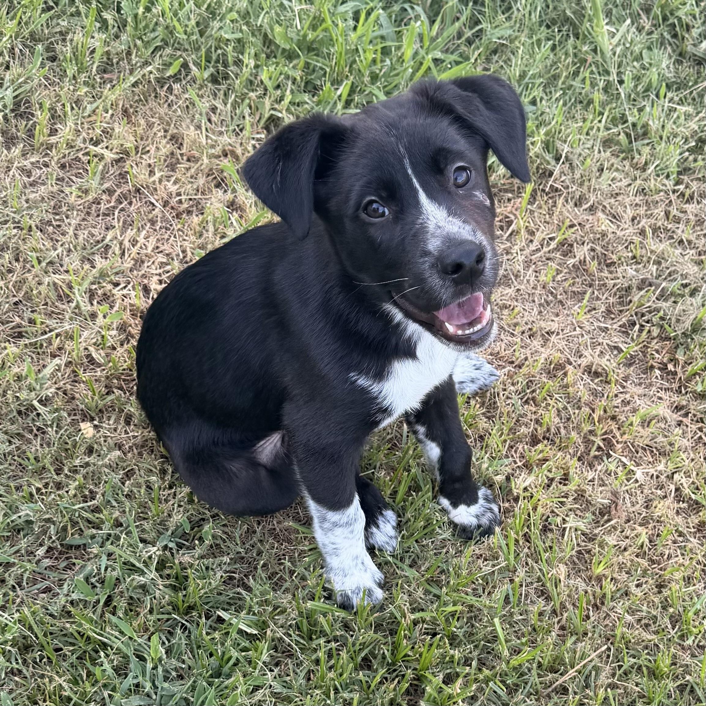 Cruz, adopted, Young Male Border Collie & Australian Cattle Dog / Blue Heeler.