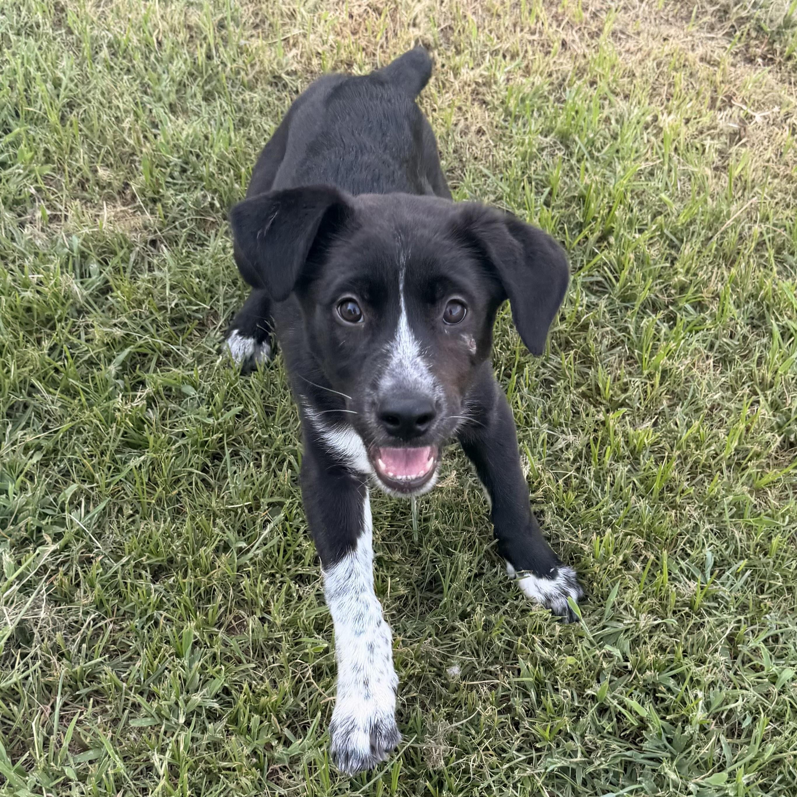 Cruz, an adopted mixed breed in Pilot Point, TX image 3/3