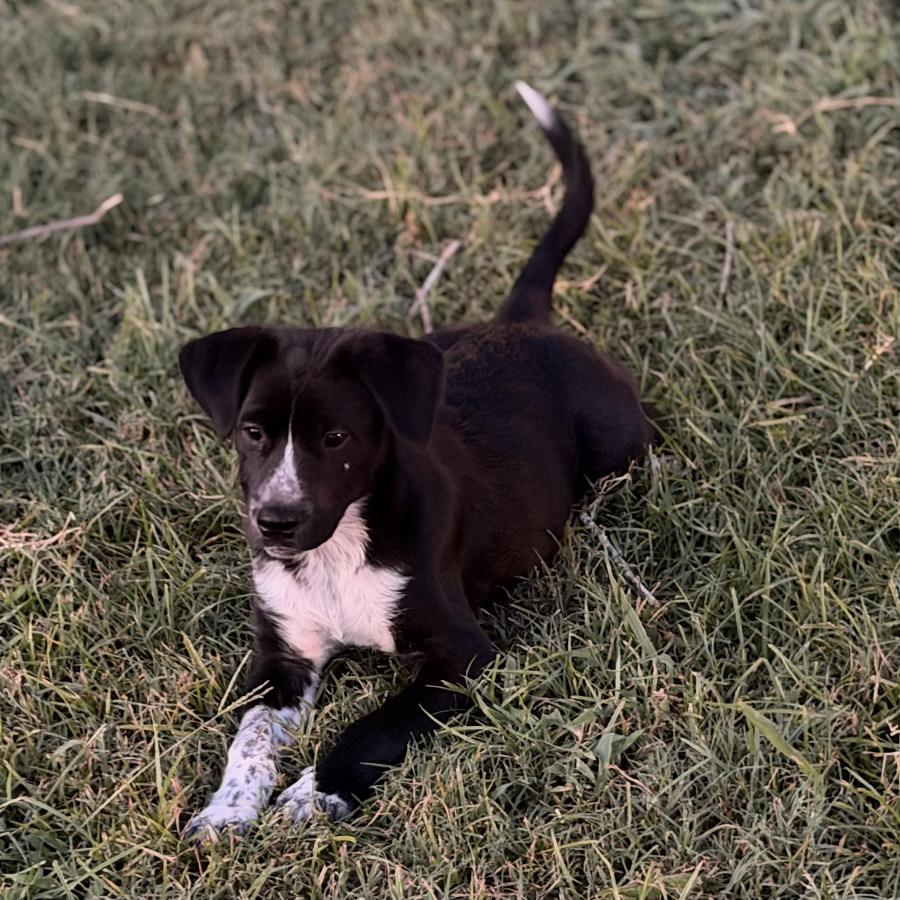 Cruz, an adopted mixed breed in Pilot Point, TX image 2/3