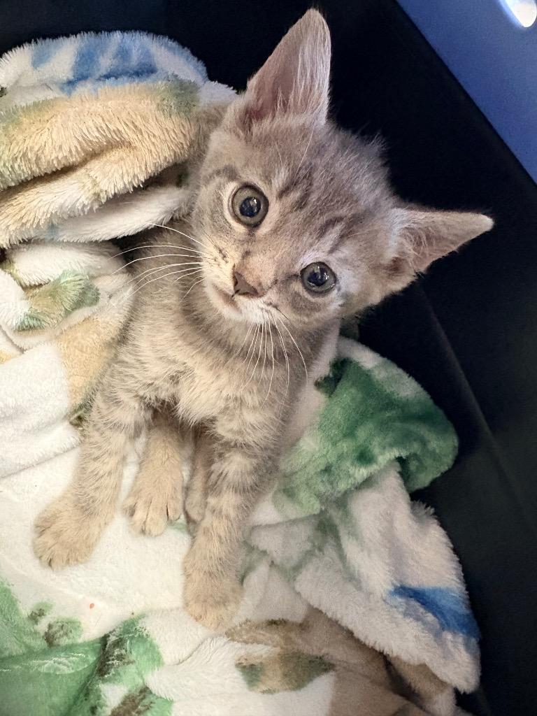 Enlarge Hornet, a Adoptable mixed breed in Morgantown, KY image 1/1