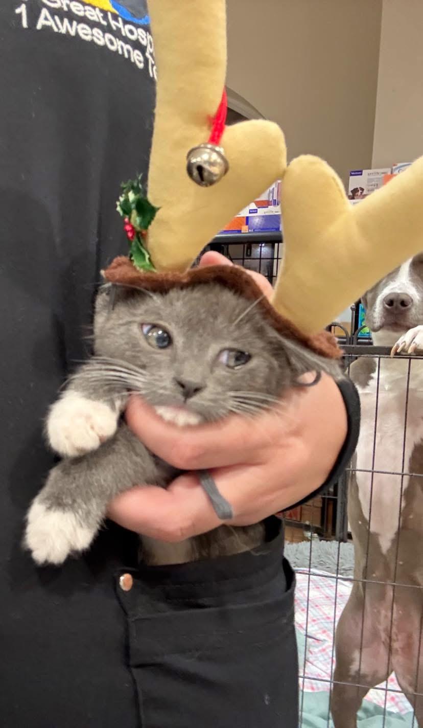 Clawdia, Adoptable, Young Female Domestic Short Hair.