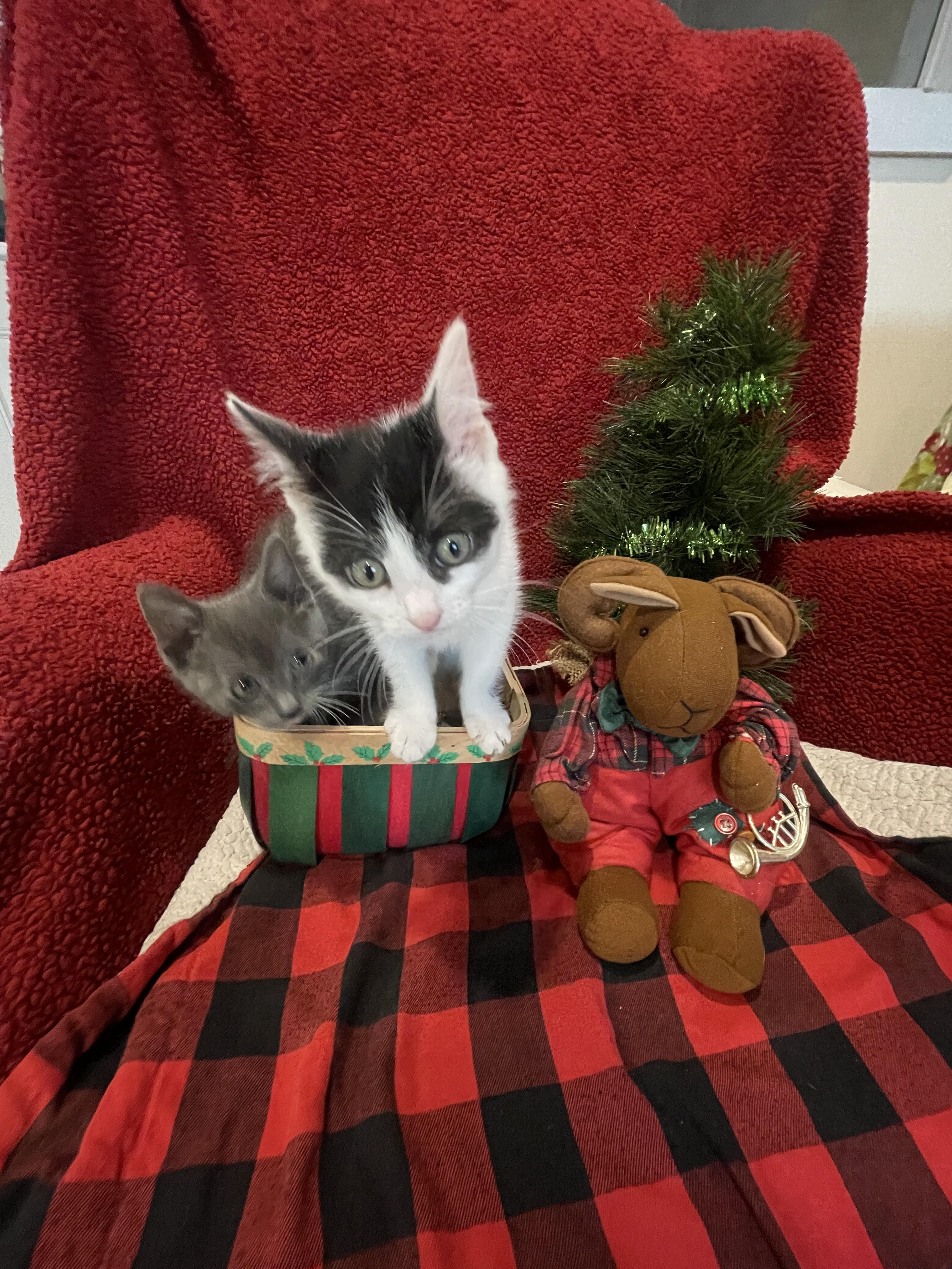 Clawdia, a Adoptable Domestic Short Hair in Steger, IL image 2/6