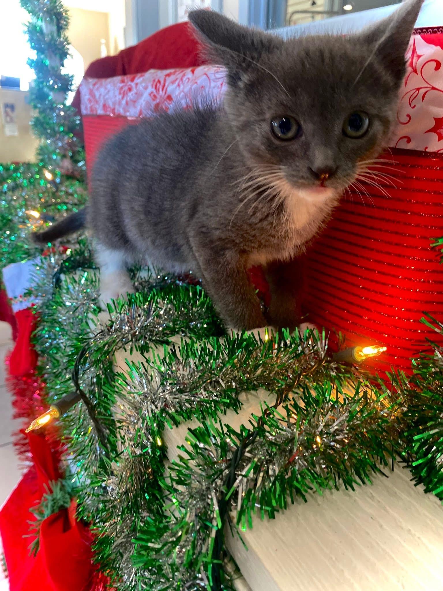 Clawdia, a Adoptable Domestic Short Hair in Steger, IL image 3/6