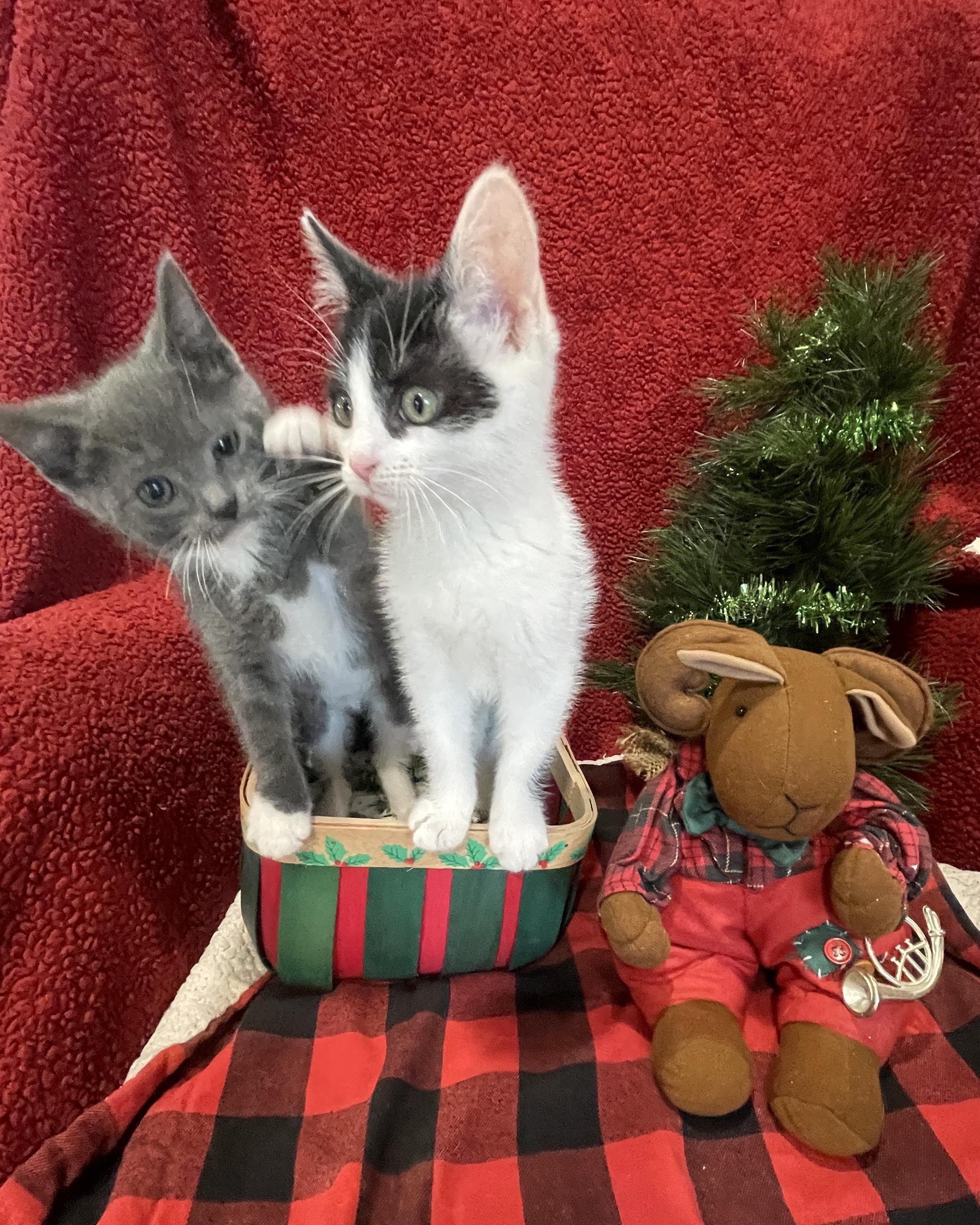 Clawdia, a Adoptable Domestic Short Hair in Steger, IL image 4/6