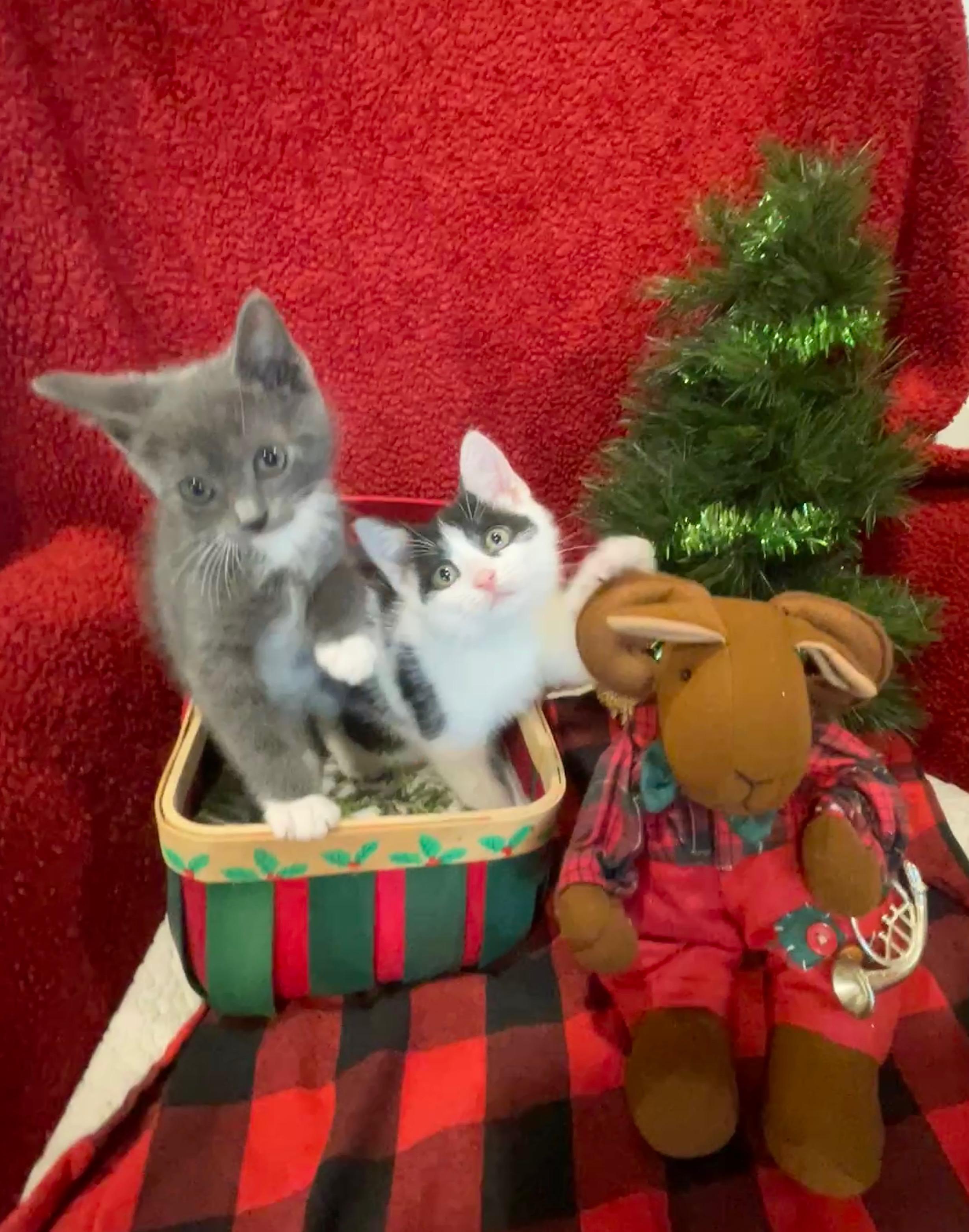 Clawdia, a Adoptable Domestic Short Hair in Steger, IL image 5/6