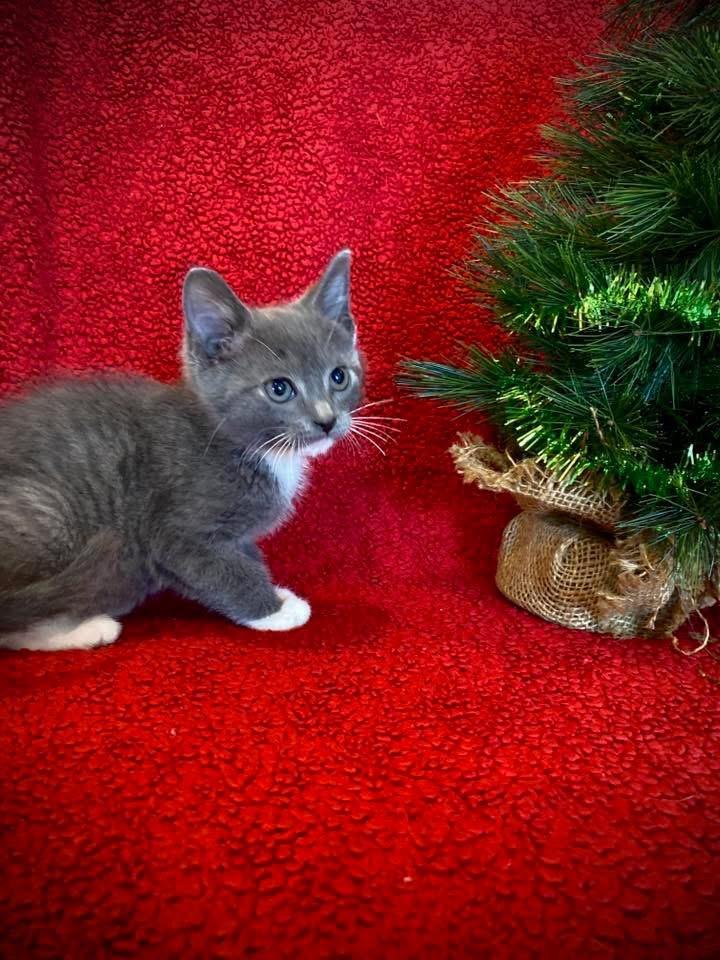 Clawdia, a Adoptable Domestic Short Hair in Steger, IL image 6/6