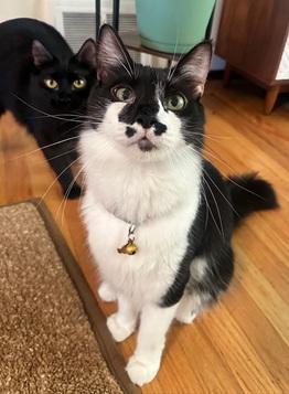 Ariel, Adoptable, Young Female Domestic Medium Hair.