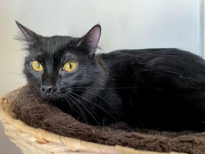 Enlarge Ariel, a Adoptable Domestic Medium Hair in San Francisco, CA image 2/6