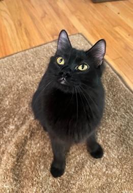 Enlarge Ariel, a Adoptable Domestic Medium Hair in San Francisco, CA image 3/6