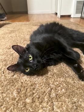 Enlarge Ariel, a Adoptable Domestic Medium Hair in San Francisco, CA image 4/6