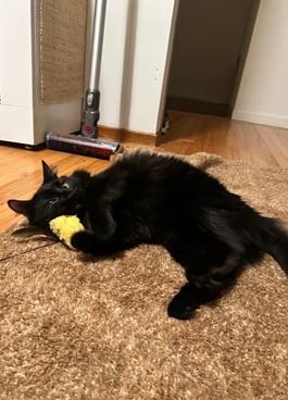 Enlarge Ariel, a Adoptable Domestic Medium Hair in San Francisco, CA image 5/6