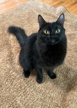 Enlarge Ariel, a Adoptable Domestic Medium Hair in San Francisco, CA image 6/6