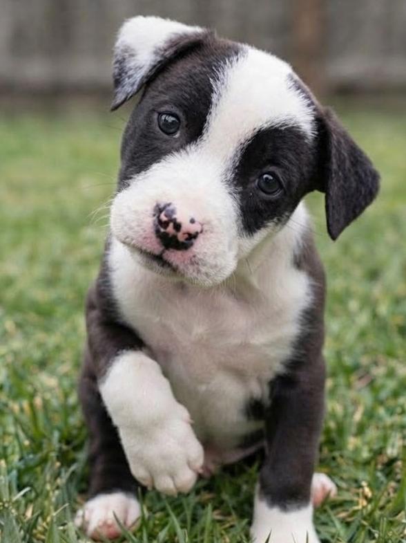Mochi, Adopted, Puppy Male Border Collie & Mixed Breed.