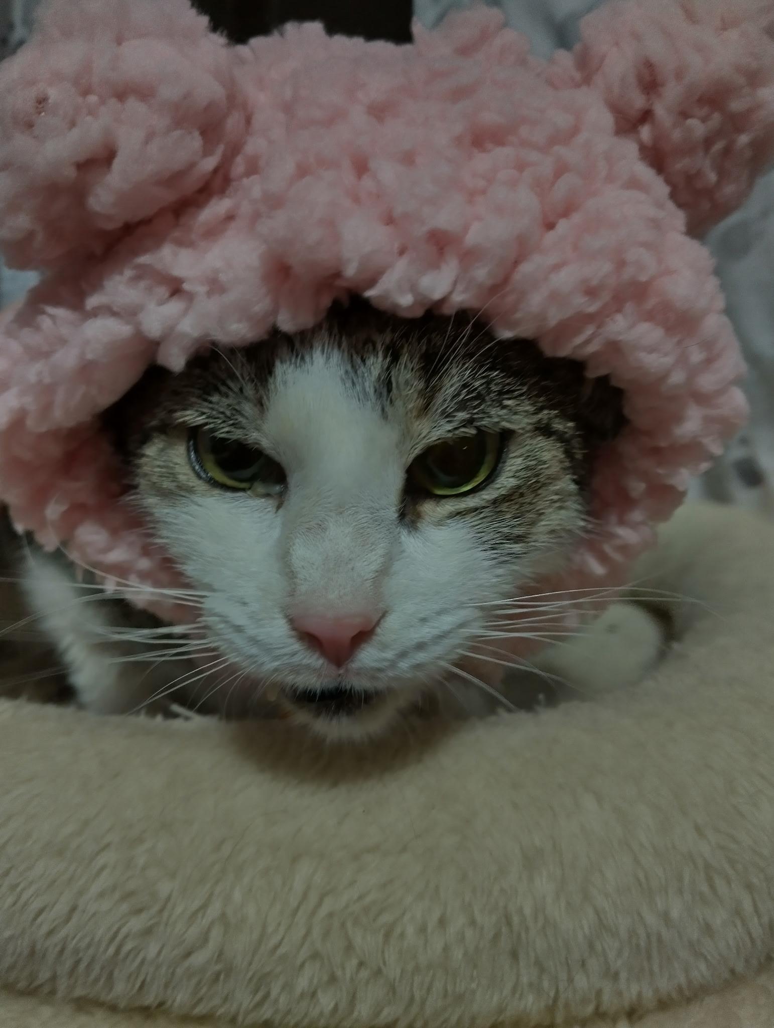 Enlarge Pippi, a ADOPTABLE Domestic Short Hair in Manchester, MD image 3/3