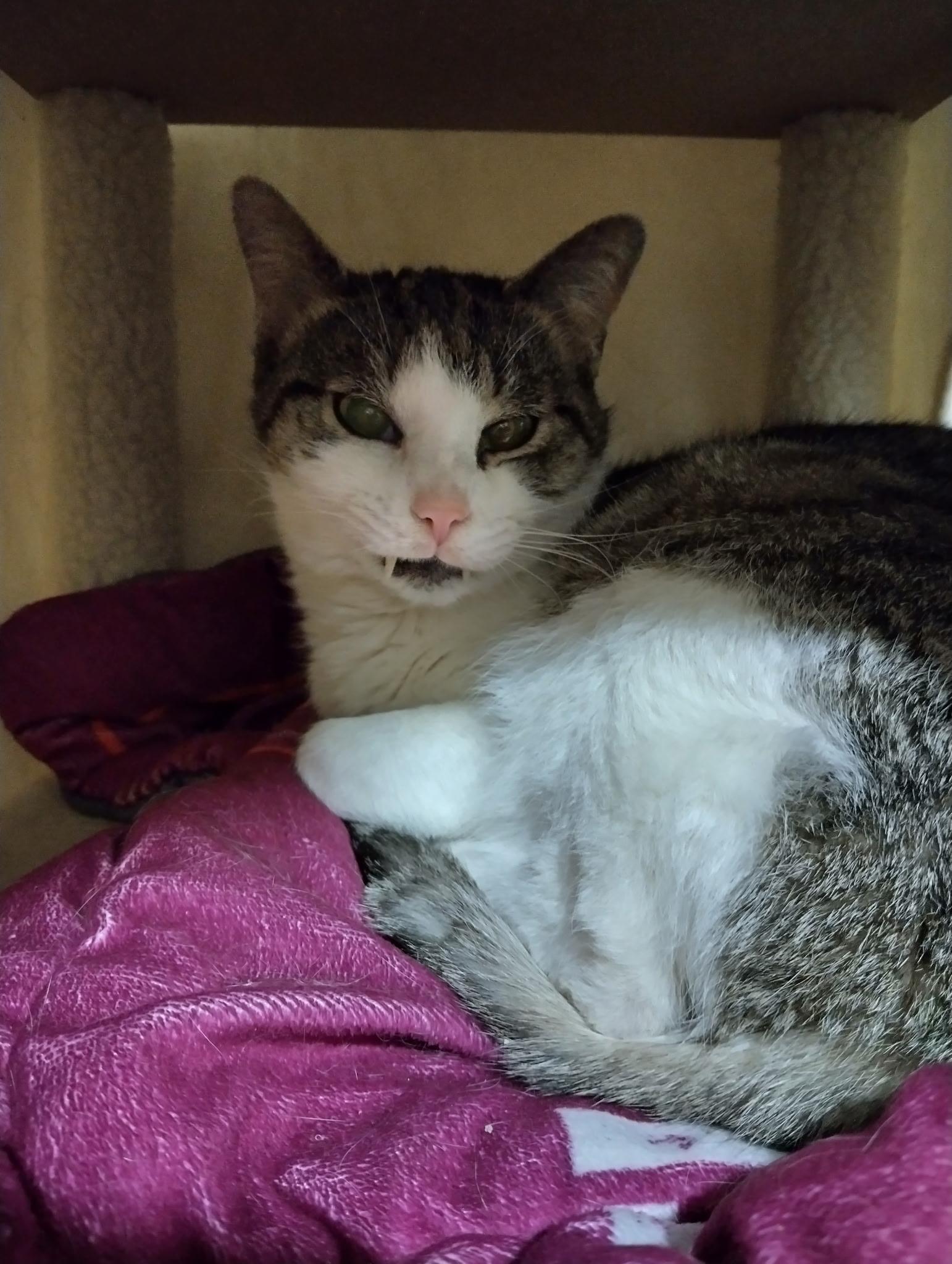 Enlarge Pippi, a ADOPTABLE Domestic Short Hair in Manchester, MD image 2/3