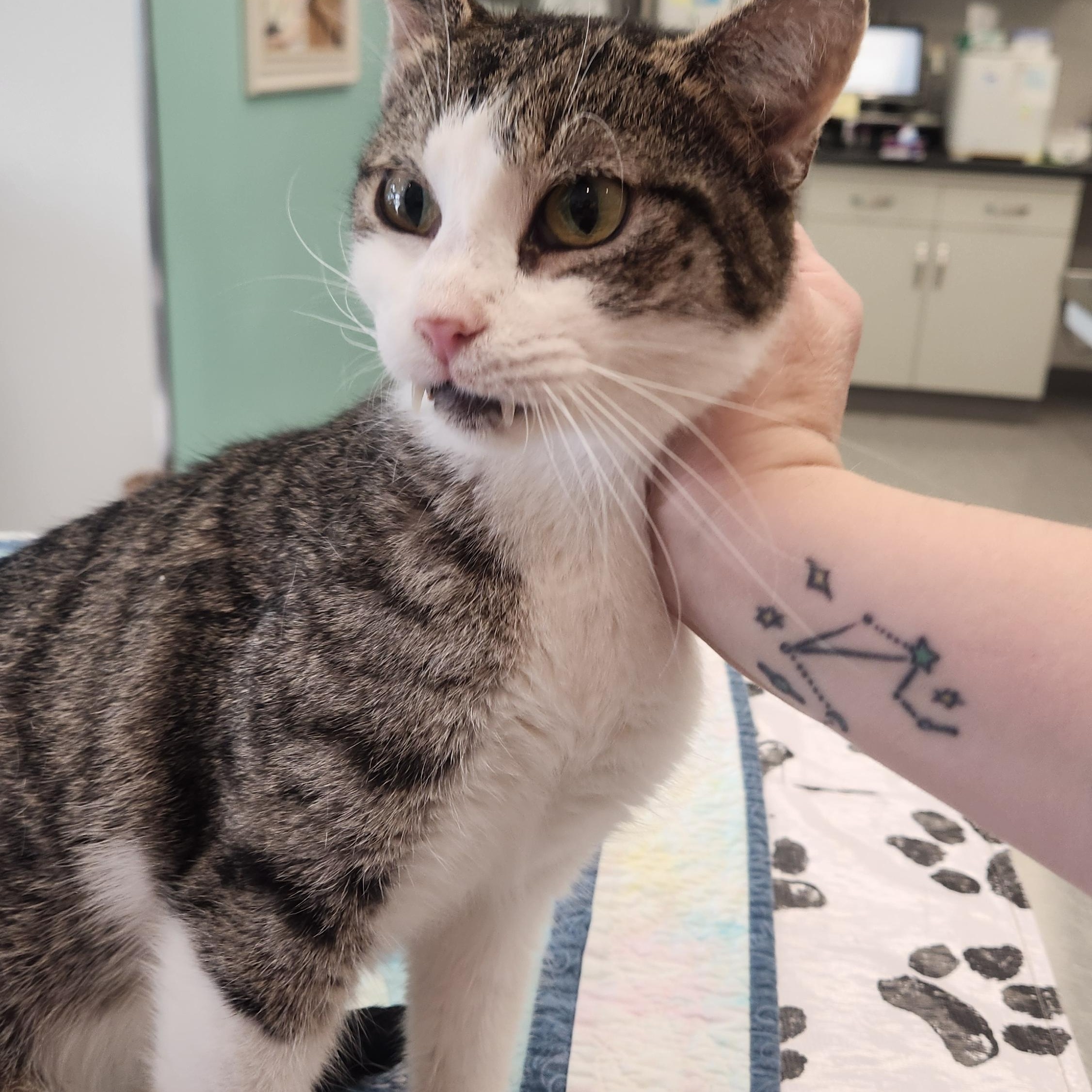 Enlarge Pippi, a ADOPTABLE Domestic Short Hair in Manchester, MD image 1/4