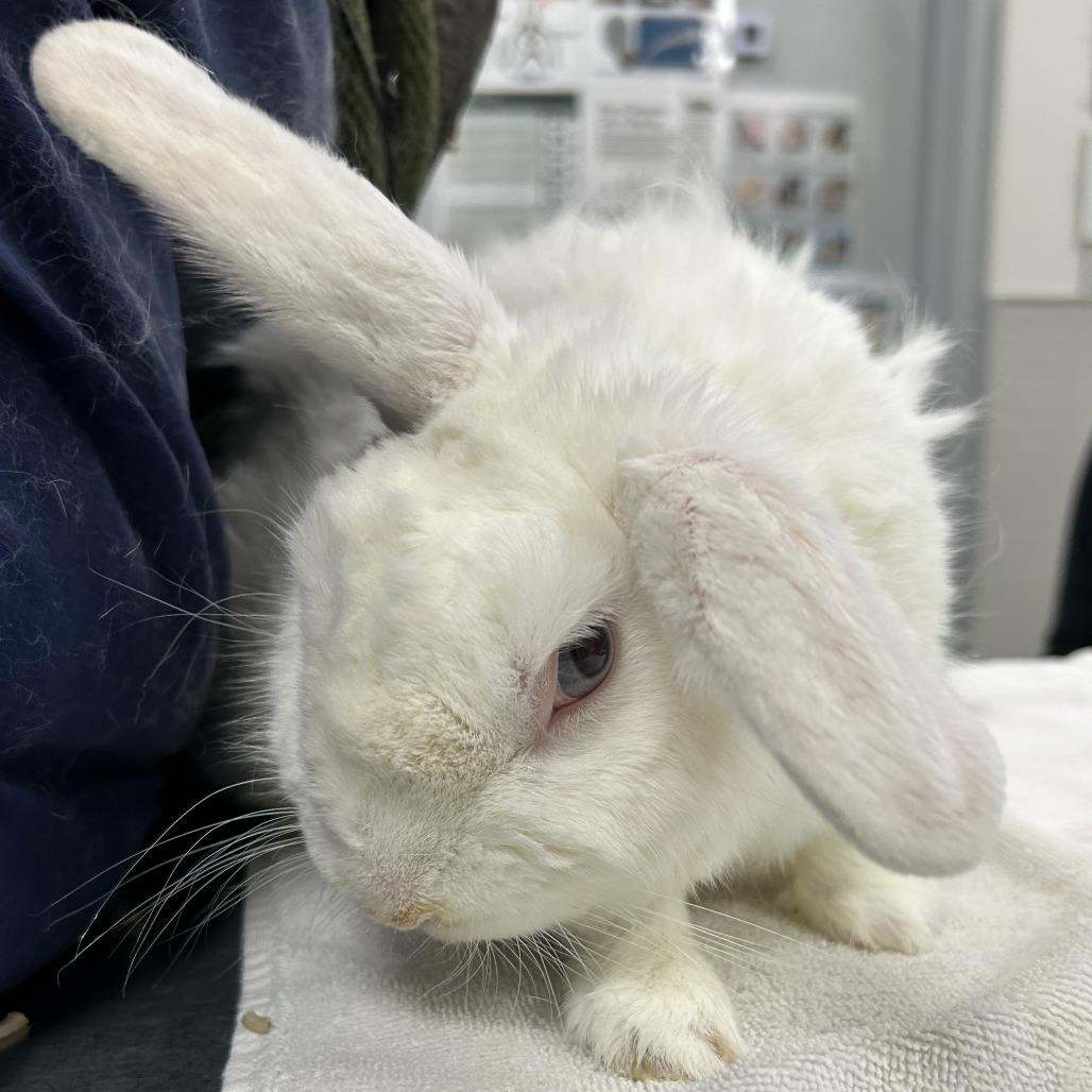 Enlarge Buckwheat, a Adoptable American in Las Cruces, NM image 2/2