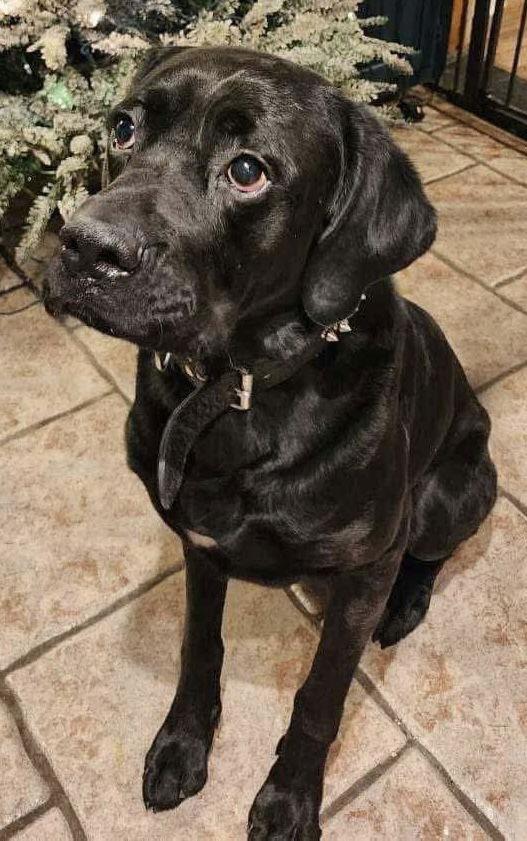 Chunk, a Adoptable mixed breed in Lewistown, PA image 1/3