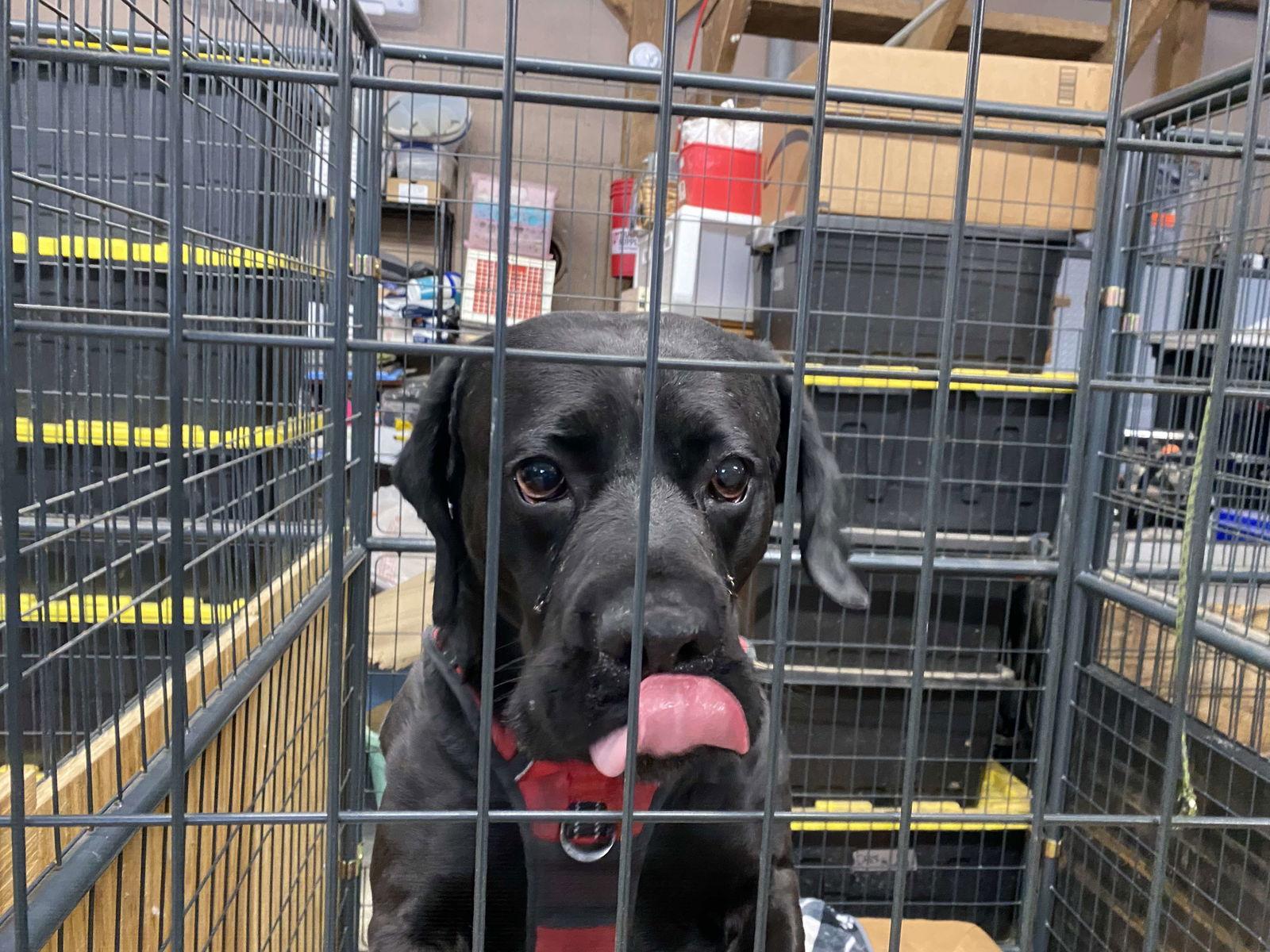 Chunk, a Adoptable mixed breed in Lewistown, PA image 2/3