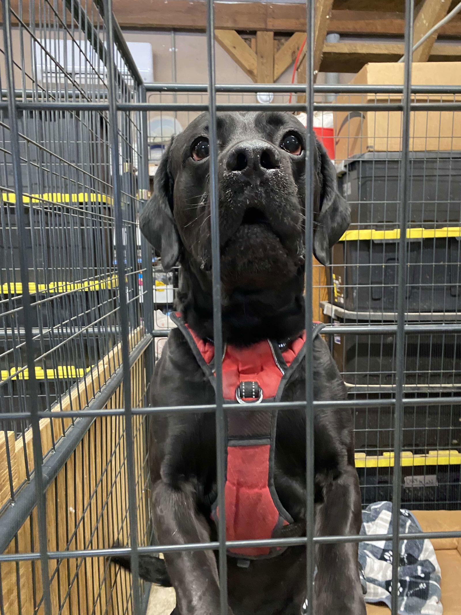 Chunk, a Adoptable mixed breed in Lewistown, PA image 3/3