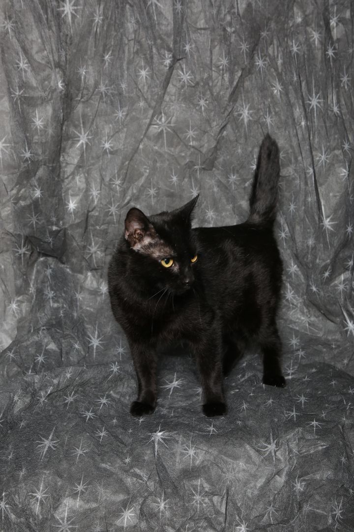 Licorice 2