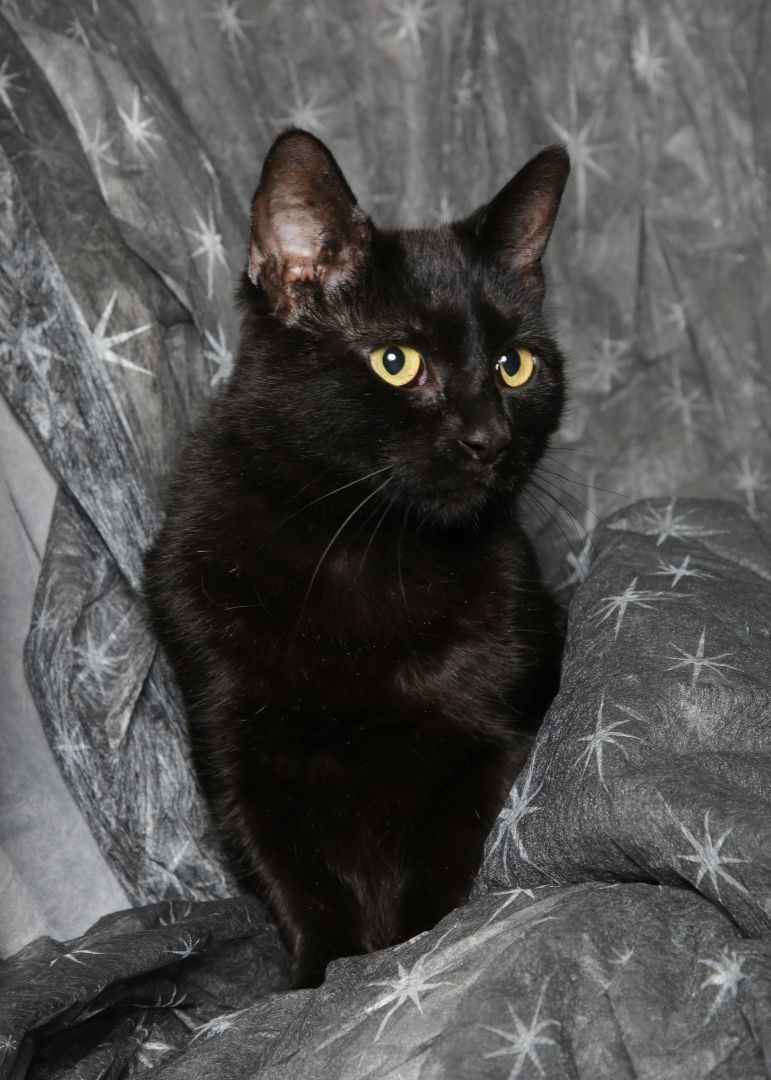 Licorice