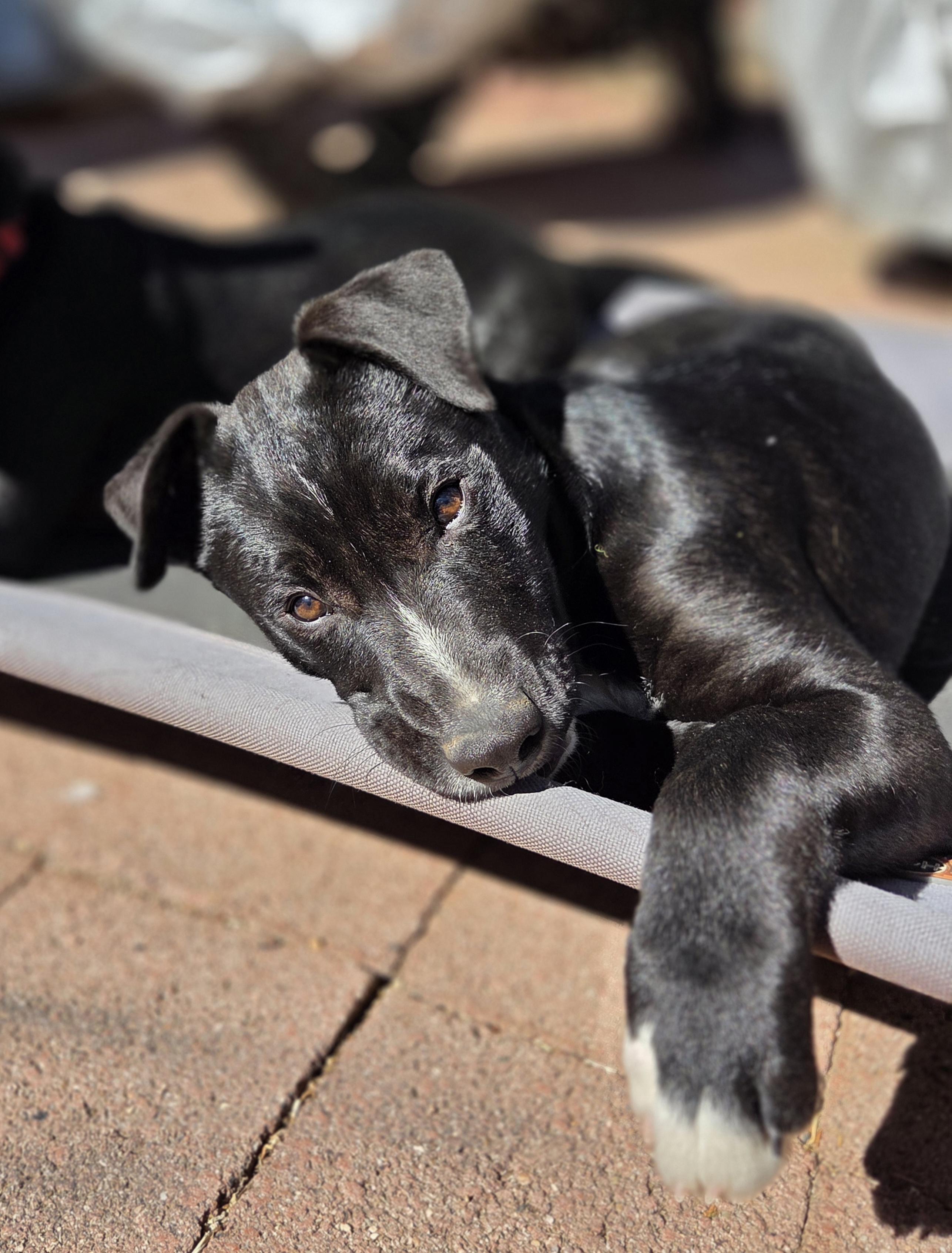 RueBee, a ADOPTABLE mixed breed in Albuquerque, NM image 4/5