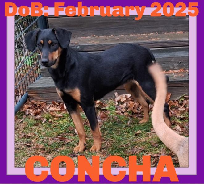 CONCHA, Adoptable, Adult Female Doberman Pinscher.