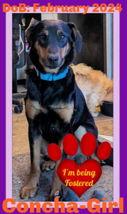 Enlarge CONCHA - Fostered in Harmony, ME, a Adoptable mixed breed in Sebec, ME image 1/4