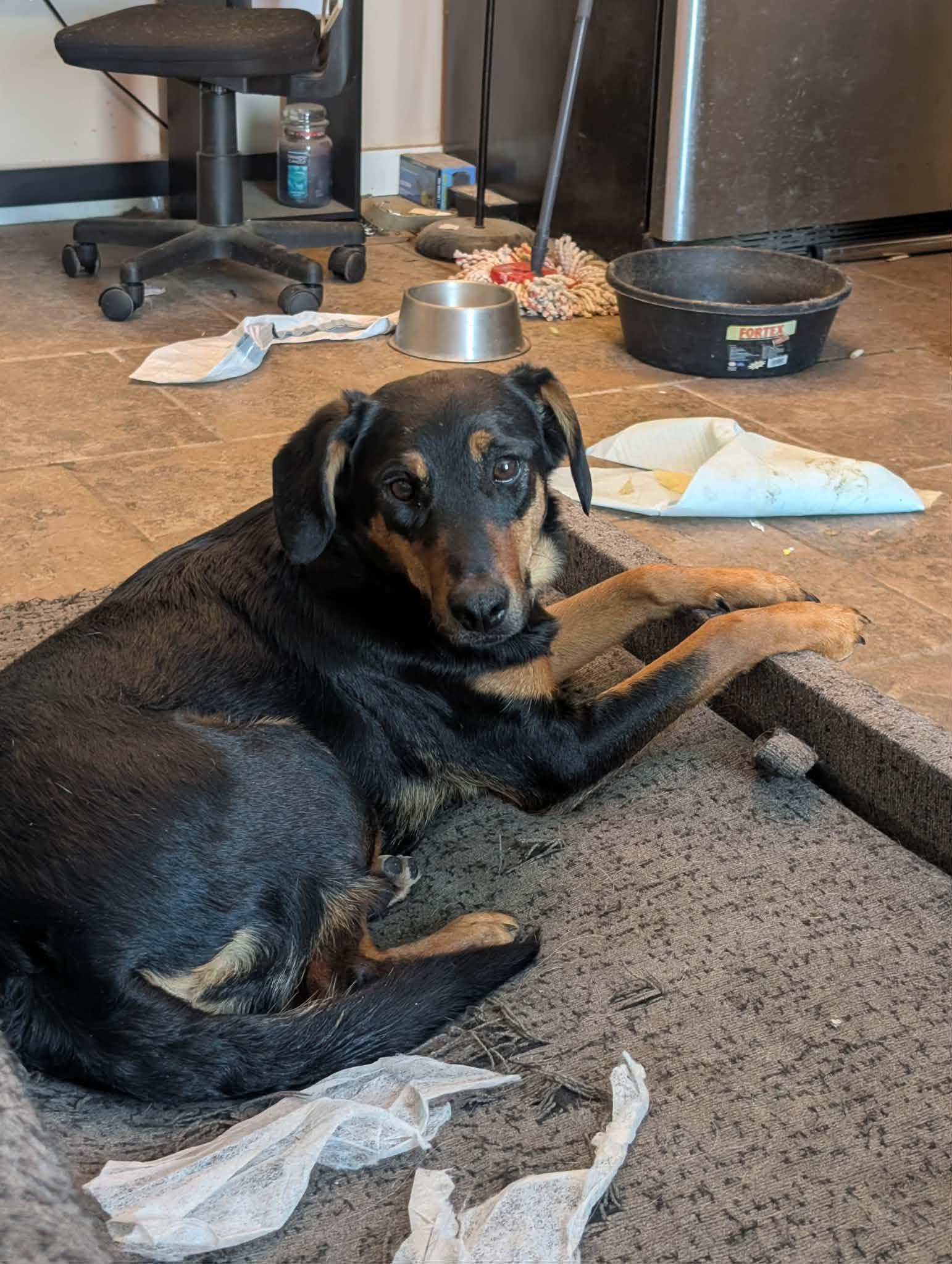 Enlarge CONCHA - Fostered in Harmony, ME, a Adoptable mixed breed in Sebec, ME image 2/4