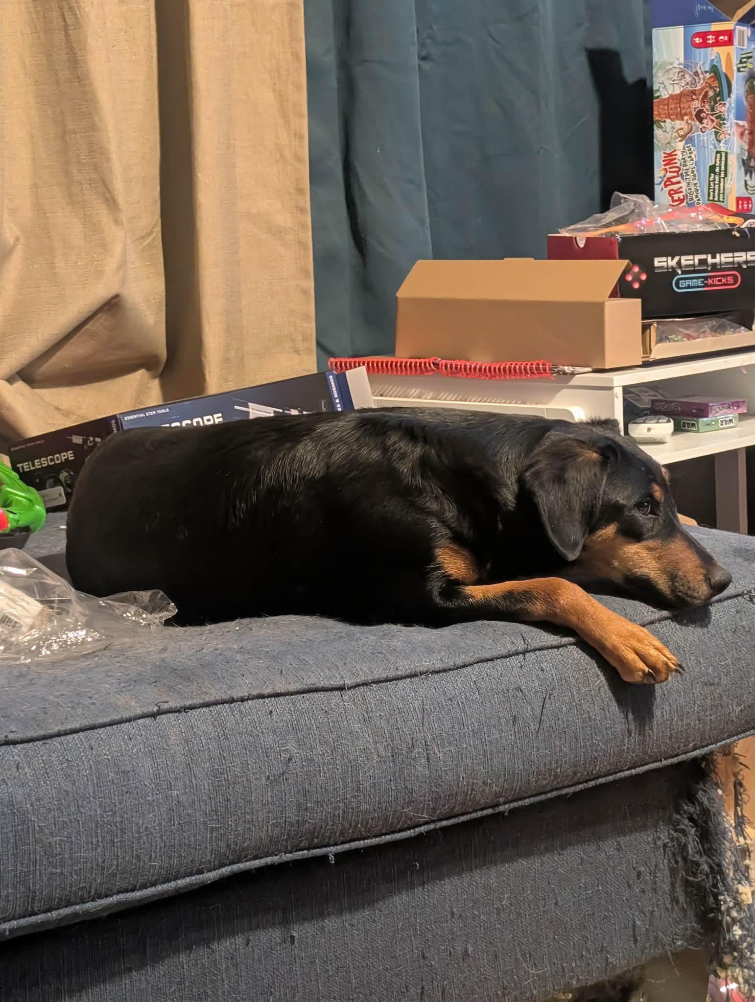 Enlarge CONCHA - Fostered in Harmony, ME, a Adoptable mixed breed in Sebec, ME image 3/4