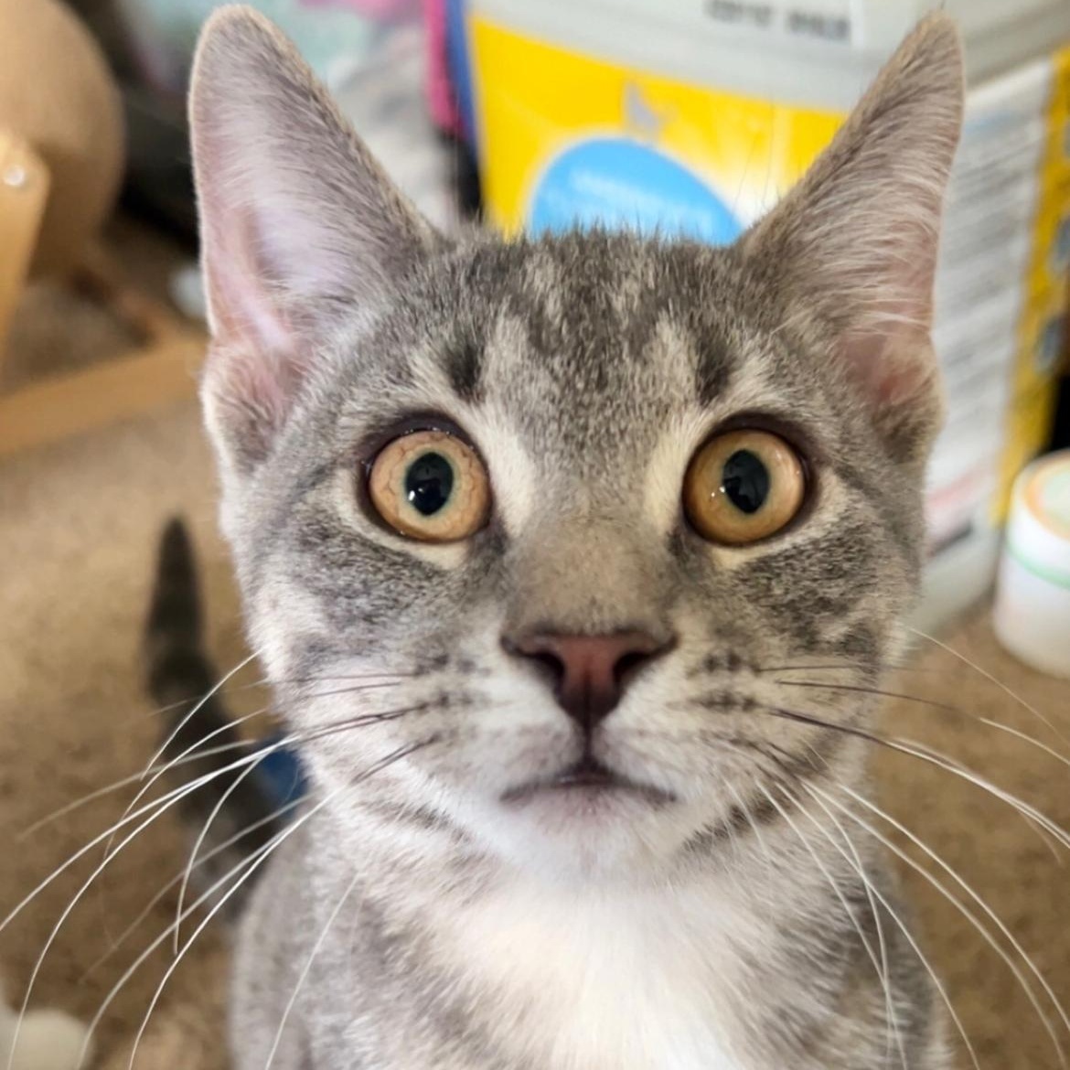 Billy Ray, Adoptable, Young Male Domestic Short Hair.
